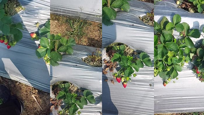 台湾姐妹系列193