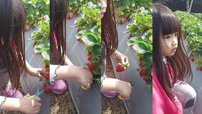 台湾姐妹系列196