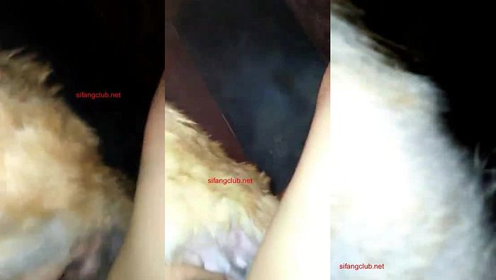 人与动物系列027