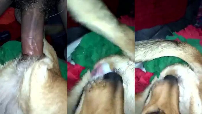 人与动物系列060