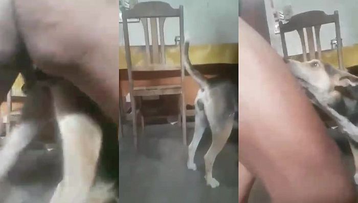 人与动物系列067