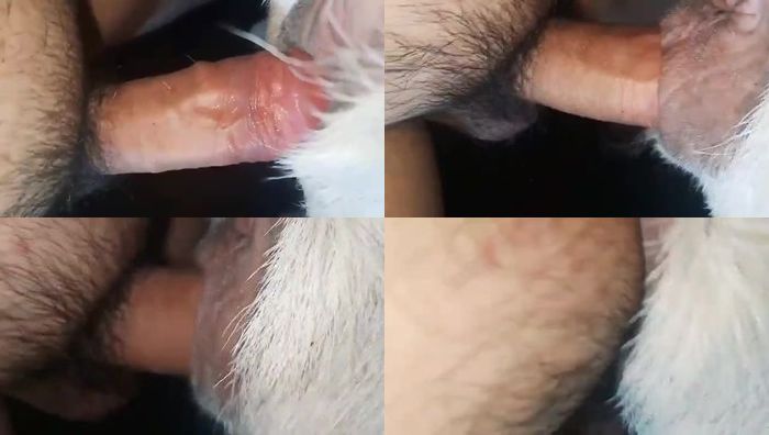 人与动物系列070