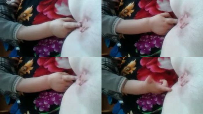 亚洲小马拉大车八系列042